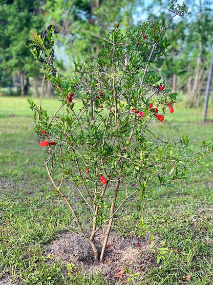 Russian 26 Pomegranate Tree, Fruit Bearing, Hardy, 1 gal Nursery Pot, 12-18 in Tree Height (Due to Agricultural Laws, we Unable to Ship to CA, AZ, AK, or HI), 2 Pomegranates
