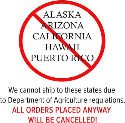 Russian 26 Pomegranate Tree, Fruit Bearing, Hardy, 1 gal Nursery Pot, 12-18 in Tree Height (Due to Agricultural Laws, we Unable to Ship to CA, AZ, AK, or HI), 2 Pomegranates