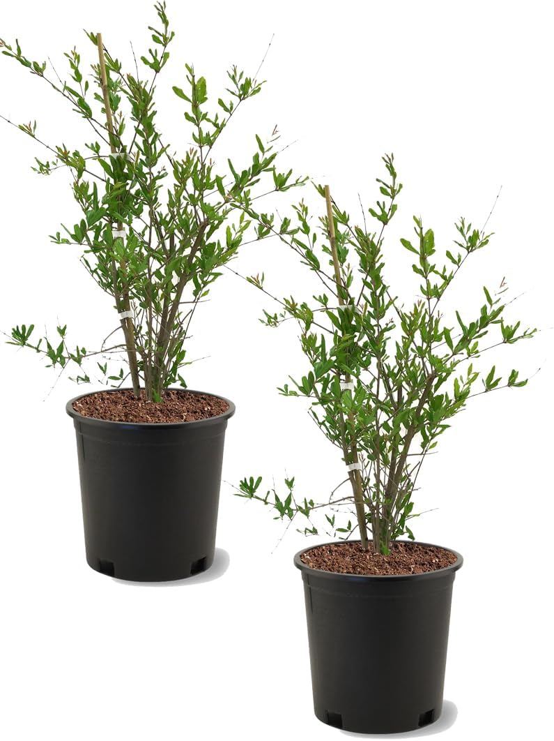 Russian 26 Pomegranate Tree, Fruit Bearing, Hardy, 1 gal Nursery Pot, 12-18 in Tree Height (Due to Agricultural Laws, we Unable to Ship to CA, AZ, AK, or HI), 2 Pomegranates