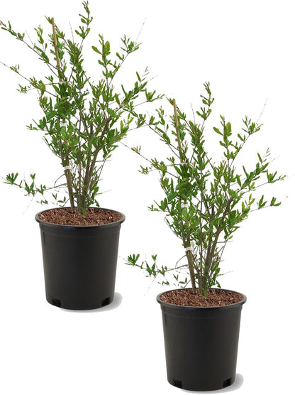 Russian 26 Pomegranate Tree, Fruit Bearing, Hardy, 1 gal Nursery Pot, 12-18 in Tree Height (Due to Agricultural Laws, we Unable to Ship to CA, AZ, AK, or HI), 2 Pomegranates