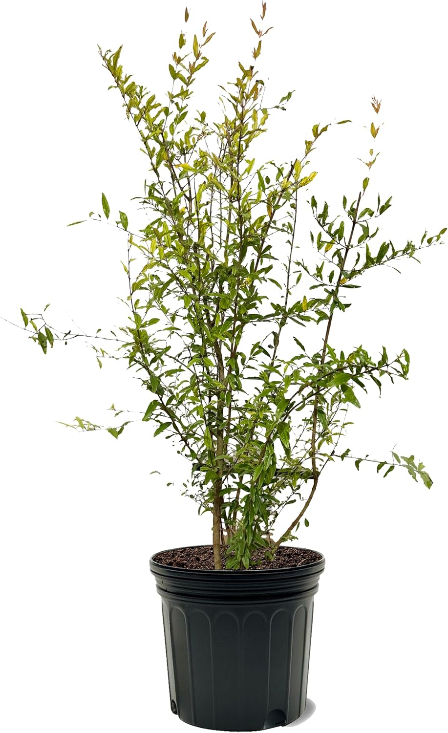 Russian 26 Pomegranate Tree, Fruit Bearing, Hardy, 1 gal Nursery Pot, 12-18 in Tree Height (Due to Agricultural Laws, we Unable to Ship to CA, AZ, AK, or HI), 2 Pomegranates
