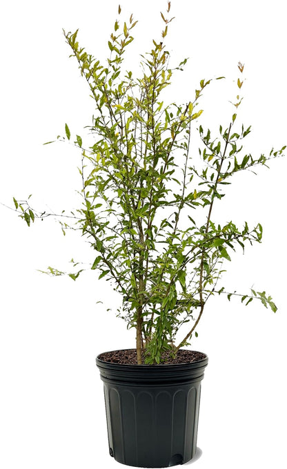 Russian 26 Pomegranate Tree, Fruit Bearing, Hardy, 1 gal Nursery Pot, 12-18 in Tree Height (Due to Agricultural Laws, we Unable to Ship to CA, AZ, AK, or HI), 2 Pomegranates
