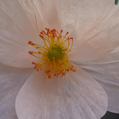 Large Paper Artificial Flowers, for Decoration,Huge Handcrafted Poppy Fake Flowers with Stand for Home Decor Bridal Shower Party Outdoors Yard Event Backdrop Decor (Champagne)