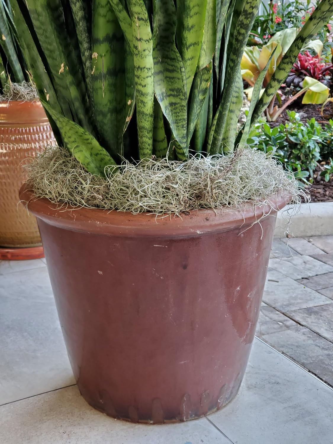 ML0560 Spanish Moss, 250 Cubic Inches