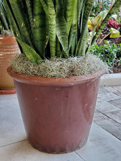 ML0560 Spanish Moss, 250 Cubic Inches