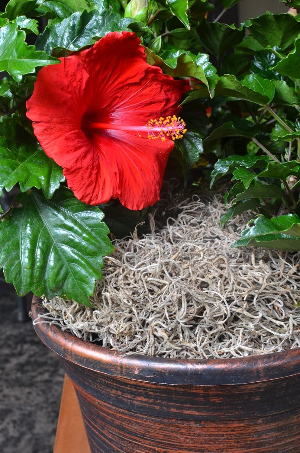ML0560 Spanish Moss, 250 Cubic Inches