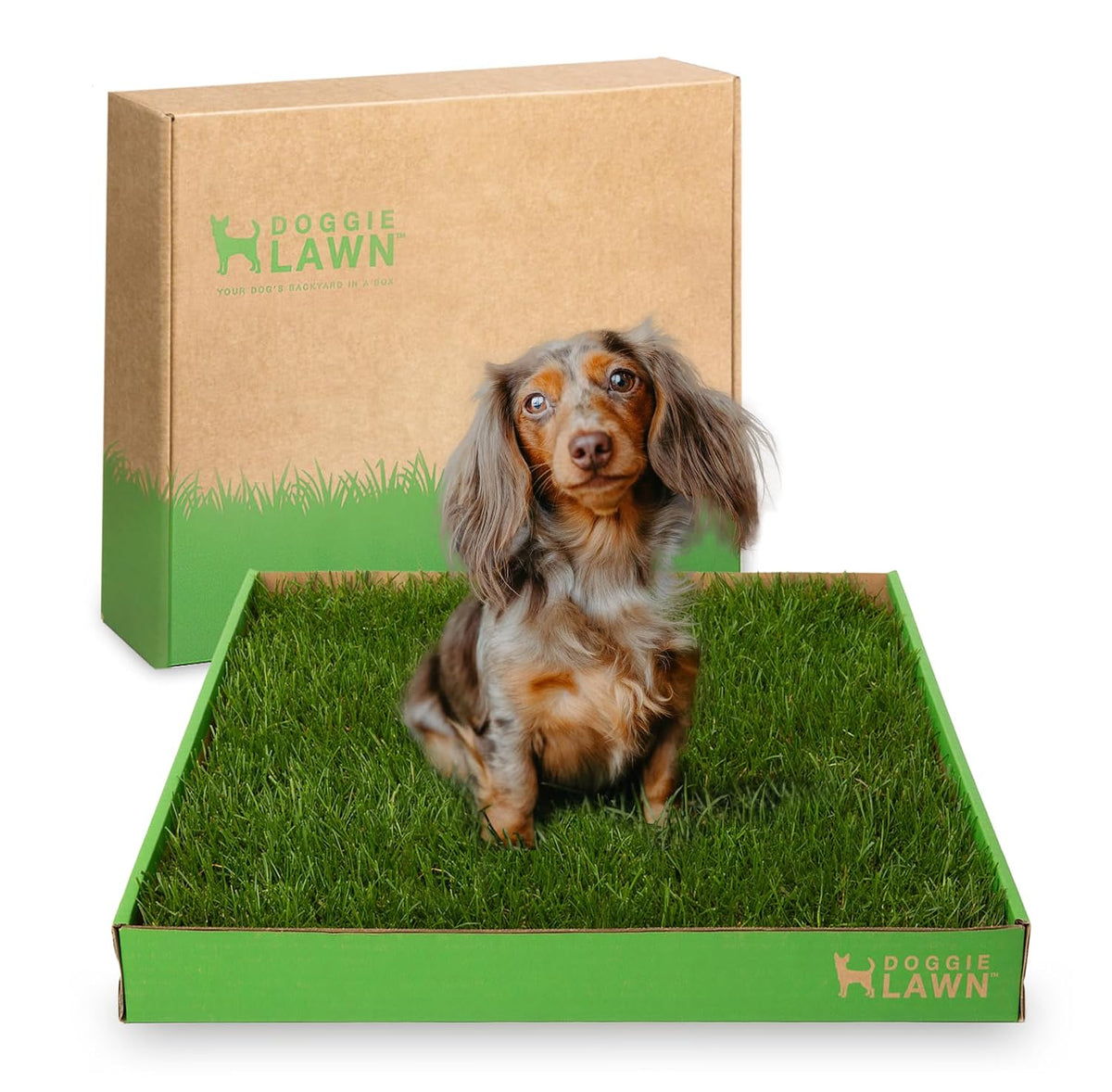 Real Grass Dog Pee Pads - Standard Dog Potty Pad 24x16