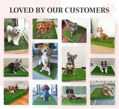 Real Grass Dog Pee Pads - Standard Dog Potty Pad 24x16