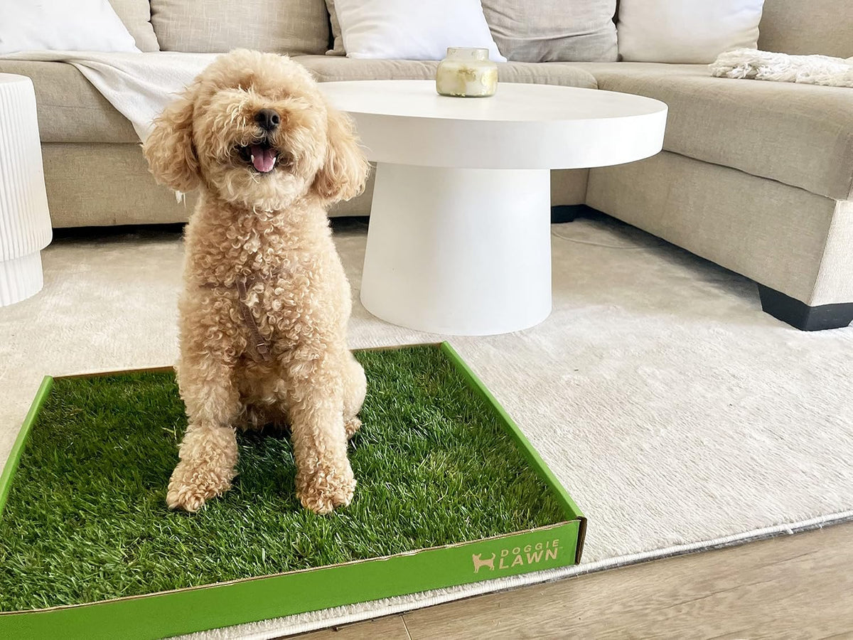Real Grass Dog Pee Pads - Standard Dog Potty Pad 24x16