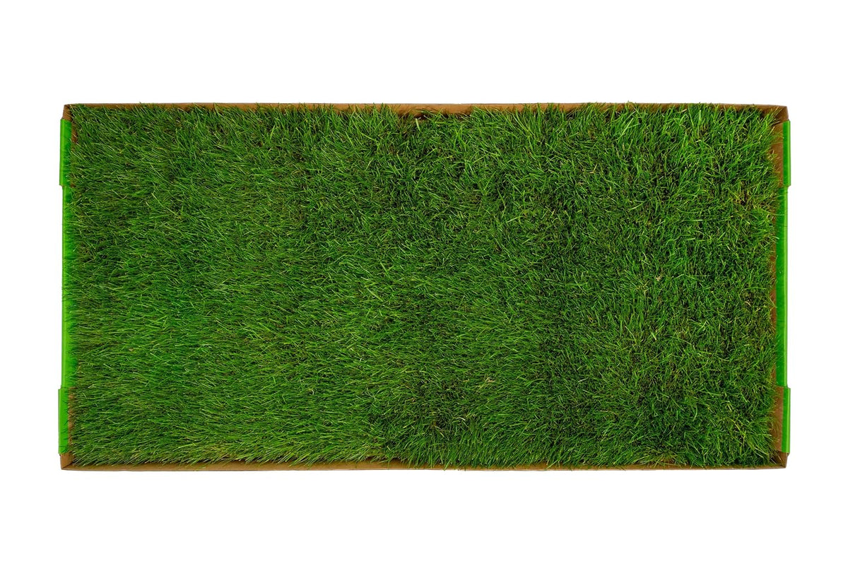 Real Grass Dog Pee Pads - Standard Dog Potty Pad 24x16