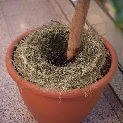 Spanish Moss 41'' Fake Hanging Succulents Faux Moss Artificial Succulent Plants Vines Hanging Plants Swamp Decoration Potted Artificial Garland(Dark Brown,6 Pack)