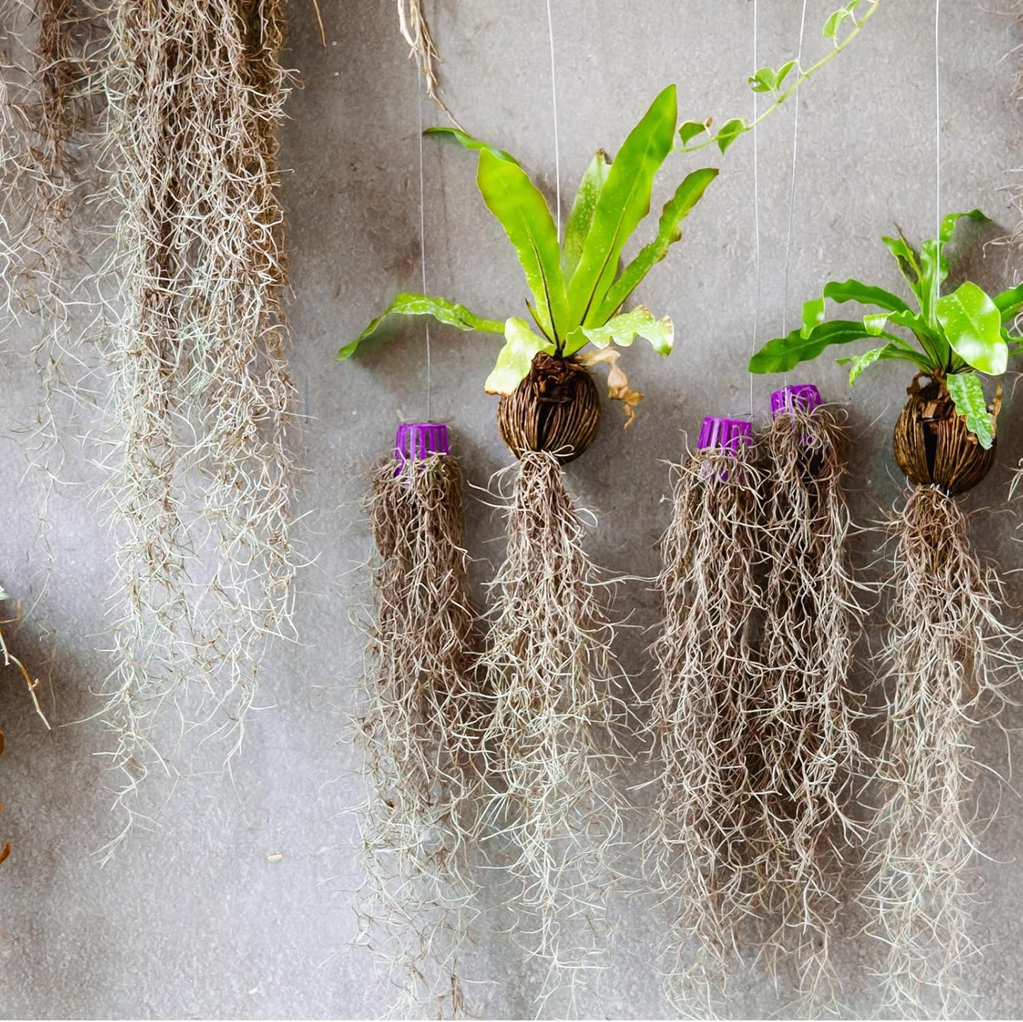 Spanish Moss 41'' Fake Hanging Succulents Faux Moss Artificial Succulent Plants Vines Hanging Plants Swamp Decoration Potted Artificial Garland(Dark Brown,6 Pack)