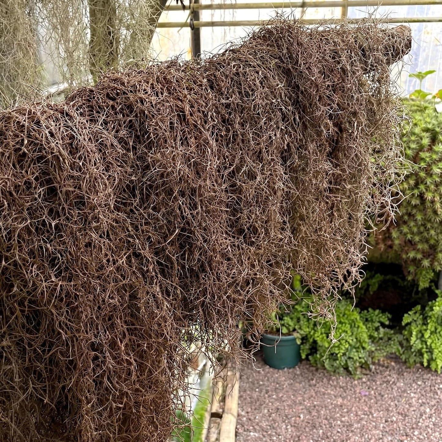 Spanish Moss 41'' Fake Hanging Succulents Faux Moss Artificial Succulent Plants Vines Hanging Plants Swamp Decoration Potted Artificial Garland(Dark Brown,6 Pack)