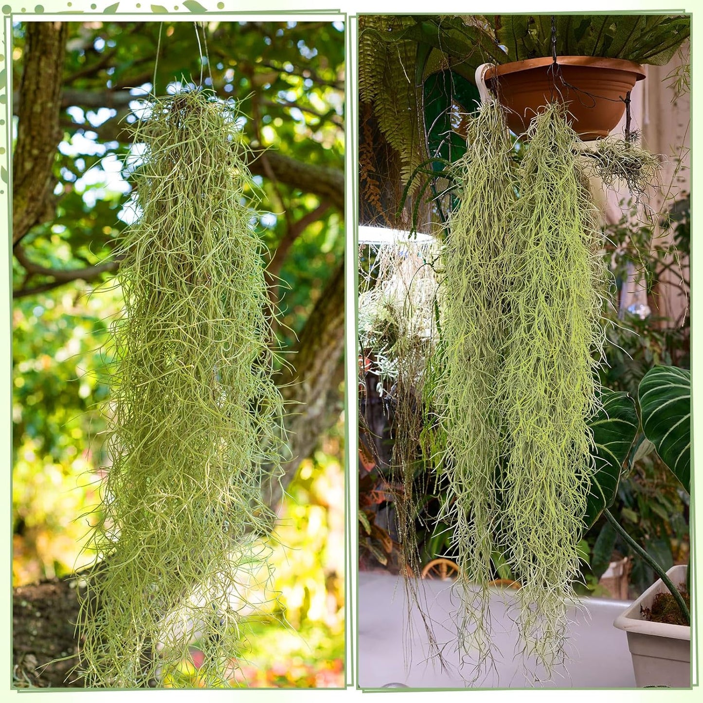 Spanish Moss 41'' Fake Hanging Succulents Faux Moss Artificial Succulent Plants Vines Hanging Plants Swamp Decoration Potted Artificial Garland(Dark Brown,6 Pack)