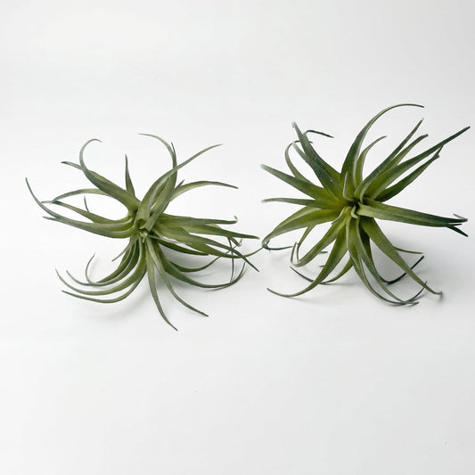 Artificial Plants & Greenery 2Pcs Faux Decor Set