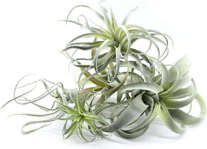 2PCS Artificial Flocking Tillandsia Air Plants Faux Succulents Bromeliads for Indoor/Outdoor Garden and Home Decor, Terrarium Decorations, Arrangements, Office, and Displays(Small)
