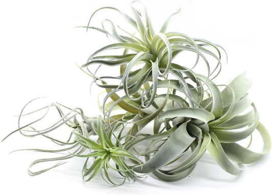 2PCS Artificial Flocking Tillandsia Air Plants Faux Succulents Bromeliads for Indoor/Outdoor Garden and Home Decor, Terrarium Decorations, Arrangements, Office, and Displays(Small)