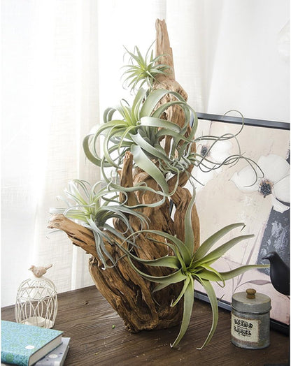 2PCS Artificial Flocking Tillandsia Air Plants Faux Succulents Bromeliads for Indoor/Outdoor Garden and Home Decor, Terrarium Decorations, Arrangements, Office, and Displays(Small)