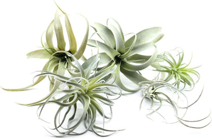 2PCS Artificial Flocking Tillandsia Air Plants Faux Succulents Bromeliads for Indoor/Outdoor Garden and Home Decor, Terrarium Decorations, Arrangements, Office, and Displays(Small)