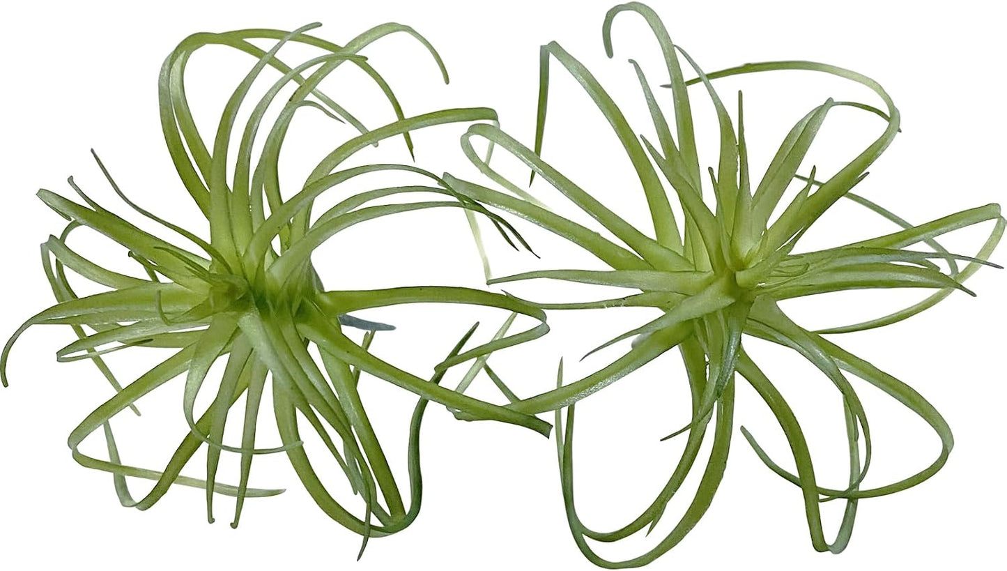 2PCS Artificial Flocking Tillandsia Air Plants Faux Succulents Bromeliads for Indoor/Outdoor Garden and Home Decor, Terrarium Decorations, Arrangements, Office, and Displays(Small)