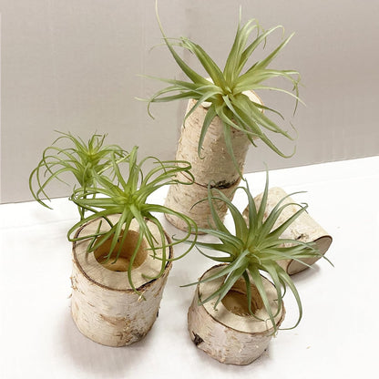 2PCS Artificial Flocking Tillandsia Air Plants Faux Succulents Bromeliads for Indoor/Outdoor Garden and Home Decor, Terrarium Decorations, Arrangements, Office, and Displays(Small)
