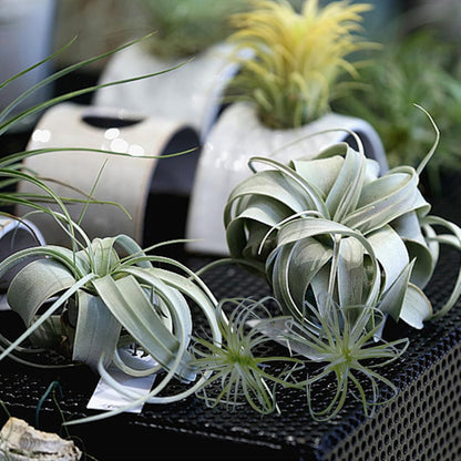 2PCS Artificial Flocking Tillandsia Air Plants Faux Succulents Bromeliads for Indoor/Outdoor Garden and Home Decor, Terrarium Decorations, Arrangements, Office, and Displays(Small)