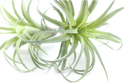 2PCS Artificial Flocking Tillandsia Air Plants Faux Succulents Bromeliads for Indoor/Outdoor Garden and Home Decor, Terrarium Decorations, Arrangements, Office, and Displays(Small)