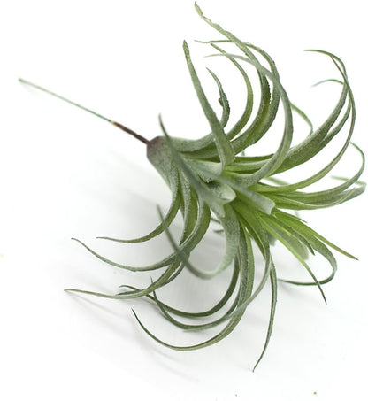 2PCS Artificial Flocking Tillandsia Air Plants Faux Succulents Bromeliads for Indoor/Outdoor Garden and Home Decor, Terrarium Decorations, Arrangements, Office, and Displays(Small)