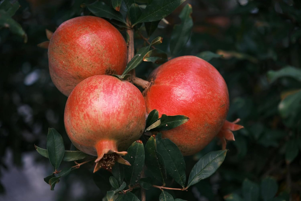 Parfianka Pomegranate Tree - Live Fruit Tree 5-8" Tall - Perfect for Containers - Sweet Red Fruit Bearing Plant - Hardy Pomegranate Starter Tree for Planting - Growing Zones 7-10