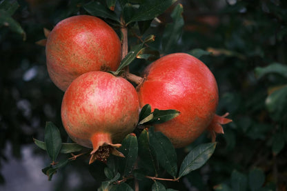 Parfianka Pomegranate Tree - Live Fruit Tree 5-8" Tall - Perfect for Containers - Sweet Red Fruit Bearing Plant - Hardy Pomegranate Starter Tree for Planting - Growing Zones 7-10