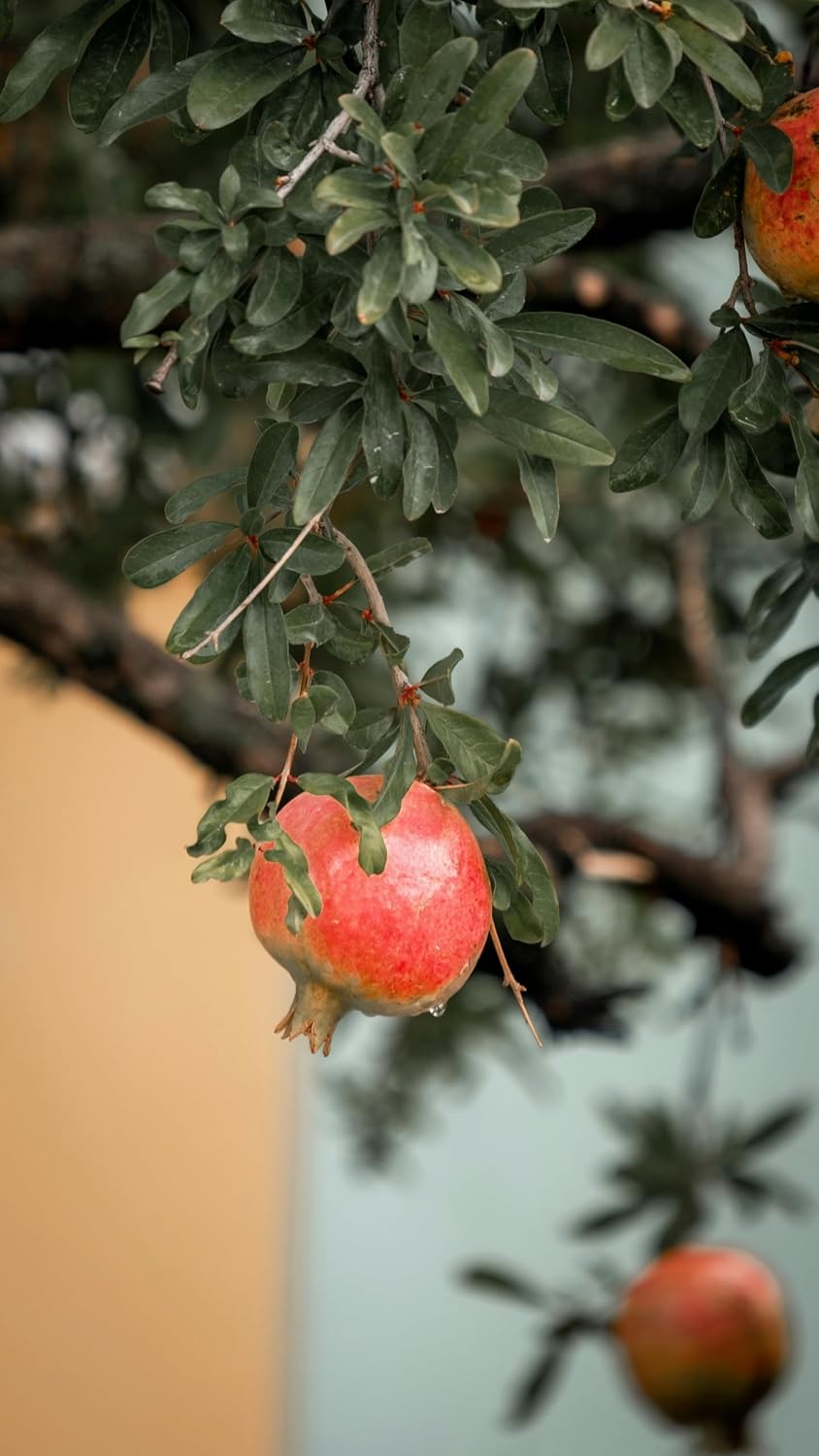 Parfianka Pomegranate Tree - Live Fruit Tree 5-8" Tall - Perfect for Containers - Sweet Red Fruit Bearing Plant - Hardy Pomegranate Starter Tree for Planting - Growing Zones 7-10