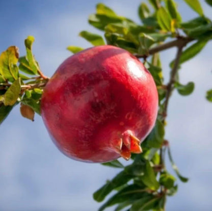 Parfianka Pomegranate Tree - Live Fruit Tree 5-8" Tall - Perfect for Containers - Sweet Red Fruit Bearing Plant - Hardy Pomegranate Starter Tree for Planting - Growing Zones 7-10