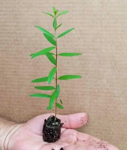Parfianka Pomegranate Tree - Live Fruit Tree 5-8" Tall - Perfect for Containers - Sweet Red Fruit Bearing Plant - Hardy Pomegranate Starter Tree for Planting - Growing Zones 7-10