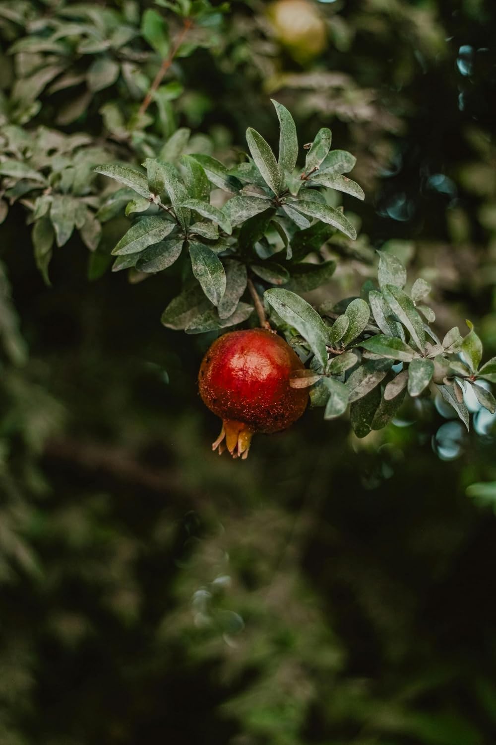 Parfianka Pomegranate Tree - Live Fruit Tree 5-8" Tall - Perfect for Containers - Sweet Red Fruit Bearing Plant - Hardy Pomegranate Starter Tree for Planting - Growing Zones 7-10
