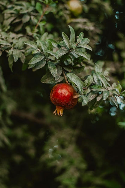 Parfianka Pomegranate Tree - Live Fruit Tree 5-8" Tall - Perfect for Containers - Sweet Red Fruit Bearing Plant - Hardy Pomegranate Starter Tree for Planting - Growing Zones 7-10