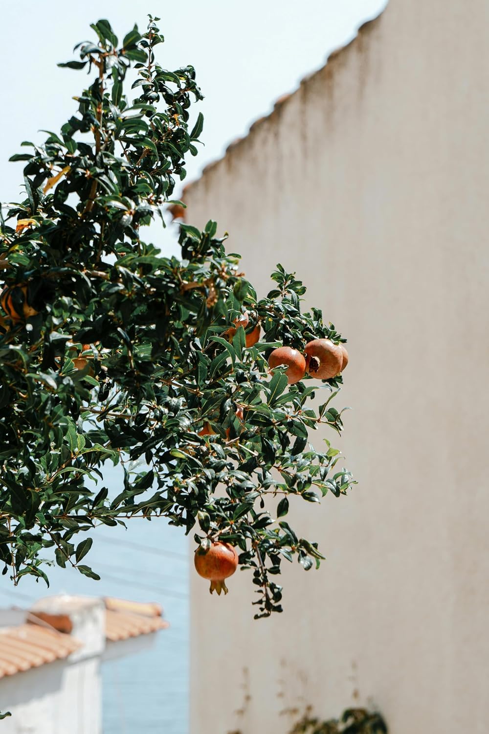 Parfianka Pomegranate Tree - Live Fruit Tree 5-8" Tall - Perfect for Containers - Sweet Red Fruit Bearing Plant - Hardy Pomegranate Starter Tree for Planting - Growing Zones 7-10
