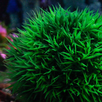4 Inch Faux Plants for Fish Tanks - Set of 2 Green Artificial Marimo Moss Ball Plants for Freshwater and Saltwater Aquarium Decor
