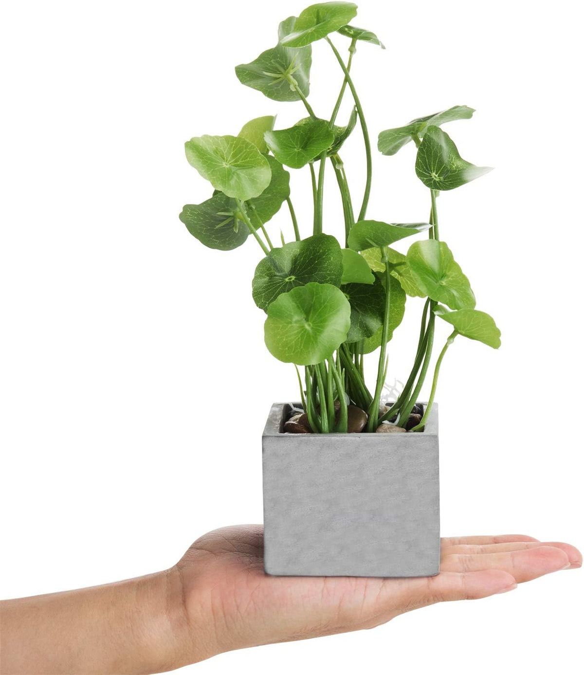MyGift Artificial Rosemary Eucalyptus and Boxwood Plants Potted in Clear Glass Square Pots, Assorted Faux Greenery Indoor Home Table Centerpiece Office Desk Decor, 3 Piece Set