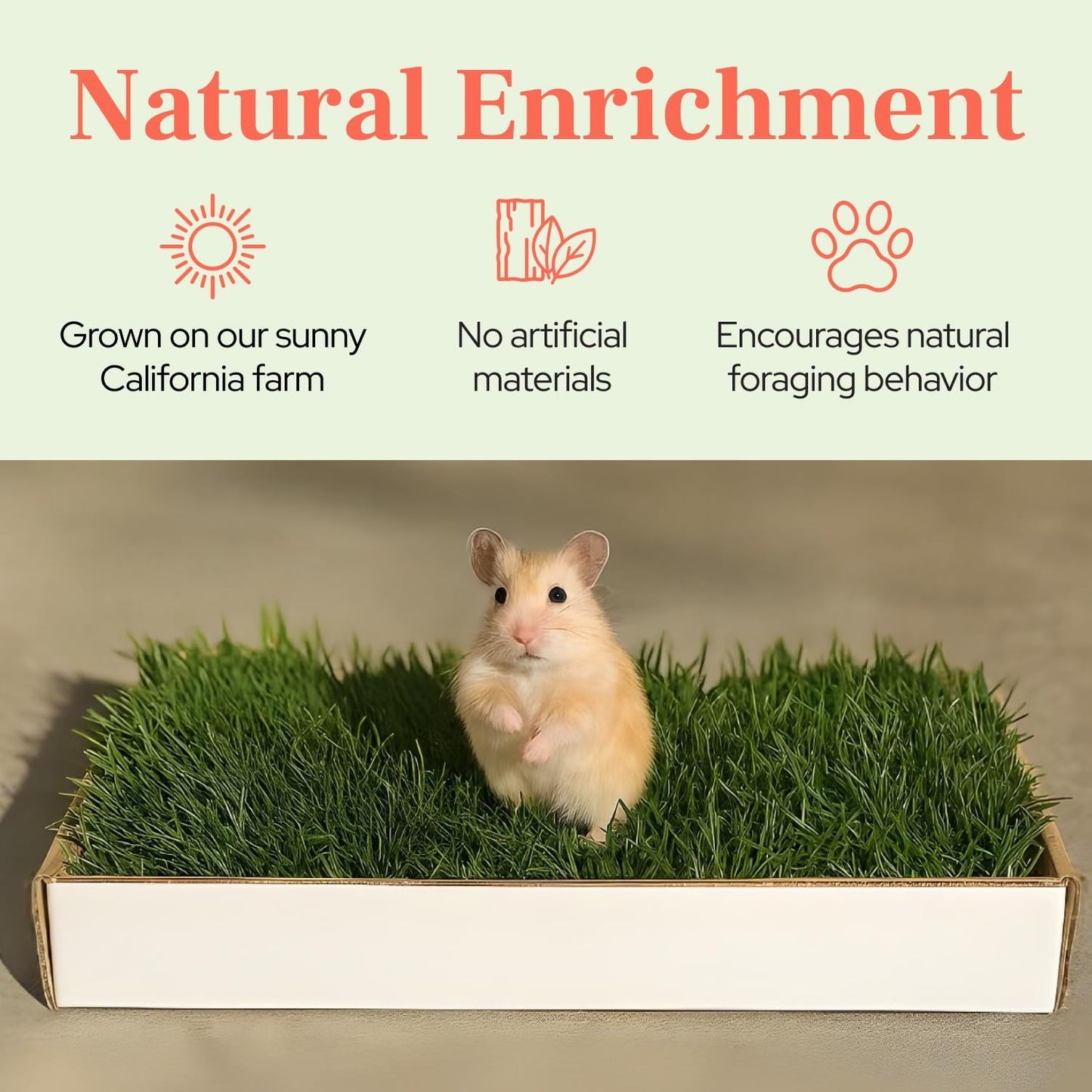 Natural Grass Mat for Small Pets - Fresh Real Grass Bed - Indoor/Outdoor Lounging Pad for Hamsters, Guinea Pigs & Other Small Animals - Disposable, Natural (Grande)