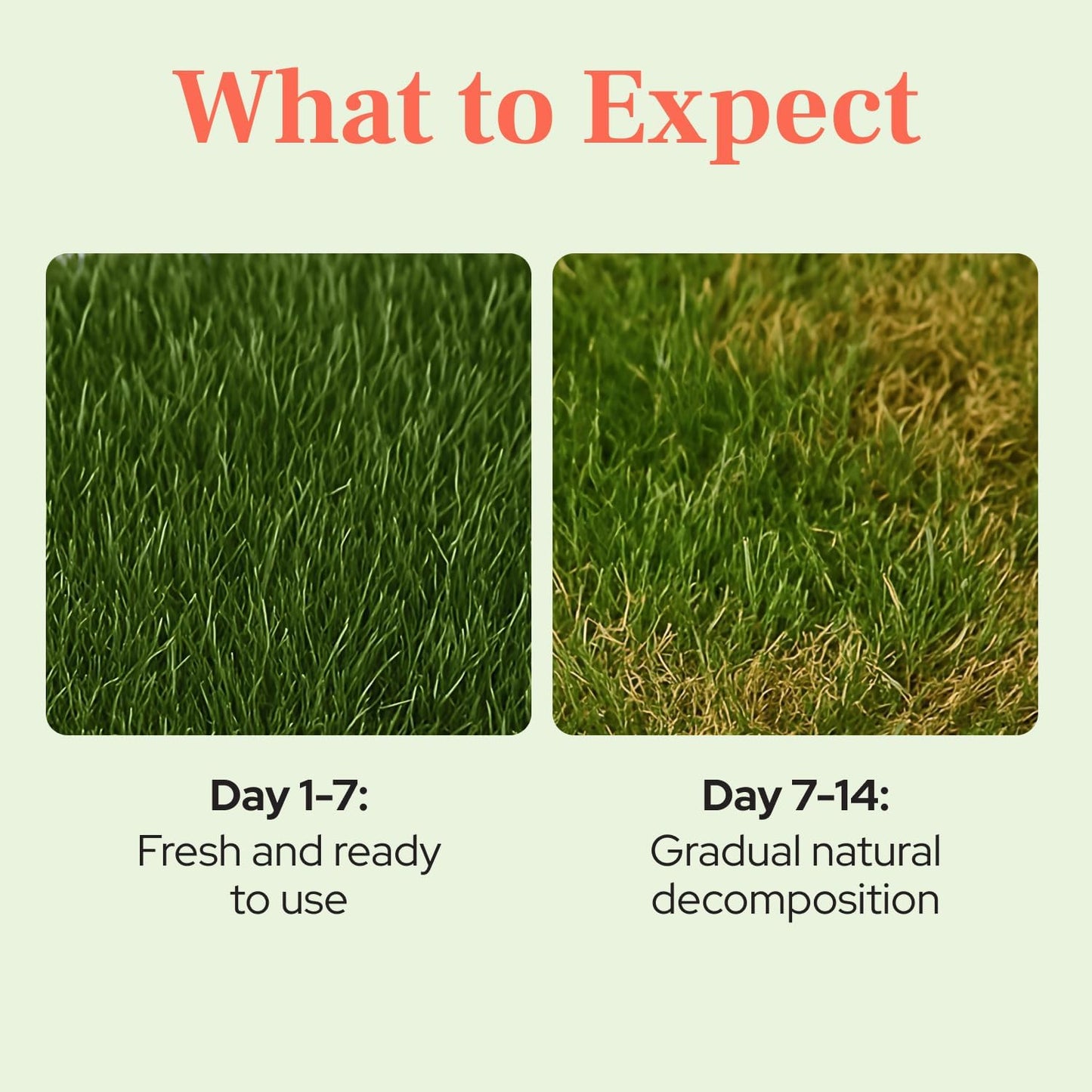 Natural Grass Mat for Small Pets - Fresh Real Grass Bed - Indoor/Outdoor Lounging Pad for Hamsters, Guinea Pigs & Other Small Animals - Disposable, Natural (Grande)