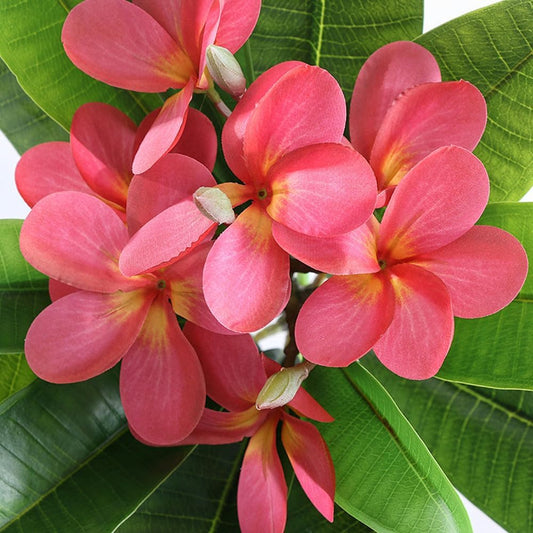 35.5 Inch Artificial Frangipani Flower 2 Pack Lifelike Real Touch Artificial Plumeria Flowers,for Home Vase Garden Decoration Party Wedding Bouquet (Red)