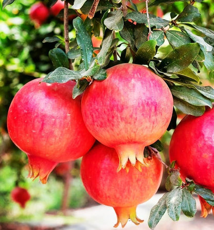 Pomegranate Tree Seeds (30pcs) – High-Germination Heirloom Variety – Delicious Ruby-Red Fruits – Ideal for Home Gardens, Pots & Outdoor Planting