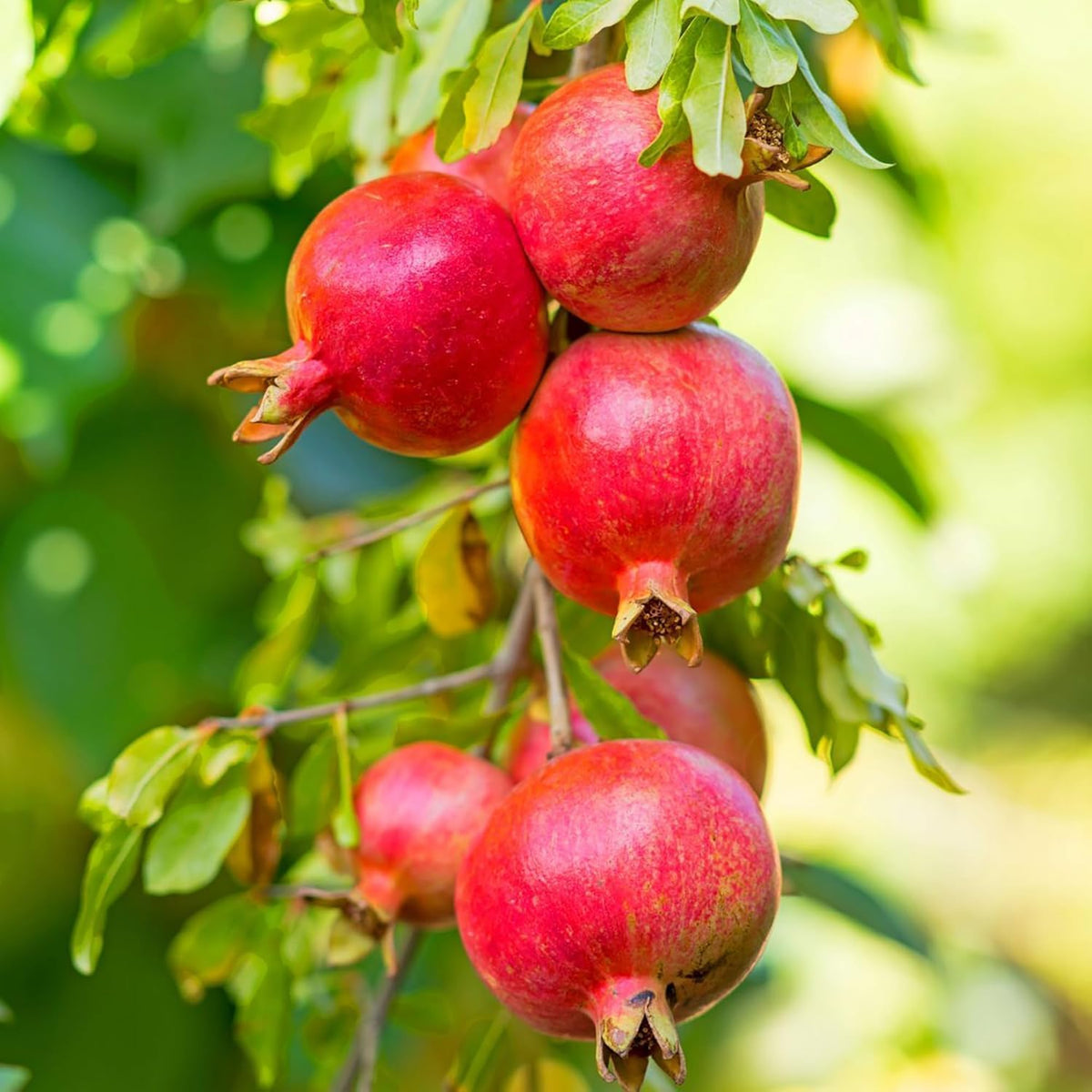 Pomegranate Tree Seeds (30pcs) – High-Germination Heirloom Variety – Delicious Ruby-Red Fruits – Ideal for Home Gardens, Pots & Outdoor Planting