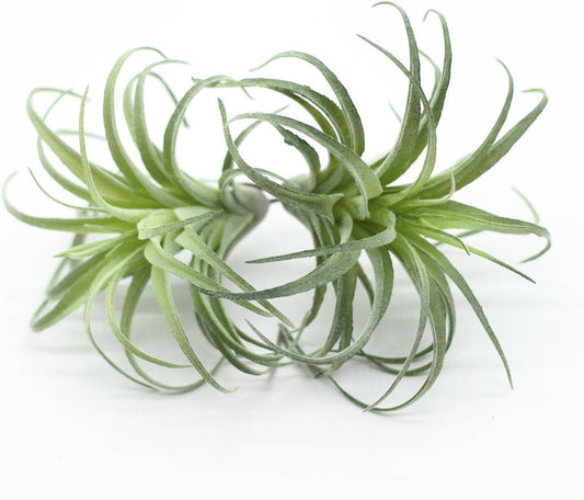 2PCS Artificial Flocking Tillandsia Air Plants Faux Succulents Bromeliads for Indoor/Outdoor Garden and Home Decor, Terrarium Decorations, Arrangements, Office, and Displays(Small)