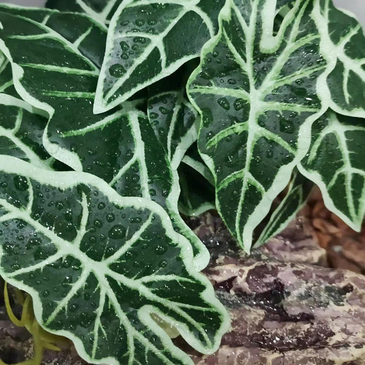 Fake Reptile Plants for Terrarium,Habitat Decor,Artificial Plant | Reptile Terrarium Decor,Fake Plants with Base for Bearded Dragon Gecko Tortoise Snake Tank Accessories-Monstera