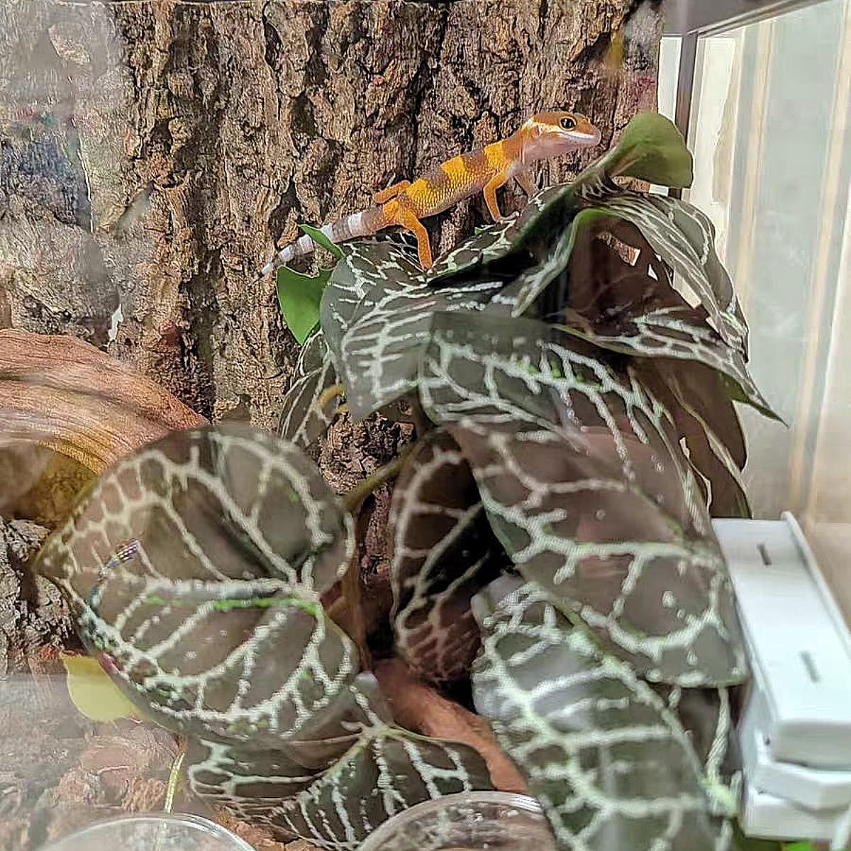 Fake Reptile Plants for Terrarium,Habitat Decor,Artificial Plant | Reptile Terrarium Decor,Fake Plants with Base for Bearded Dragon Gecko Tortoise Snake Tank Accessories-Monstera