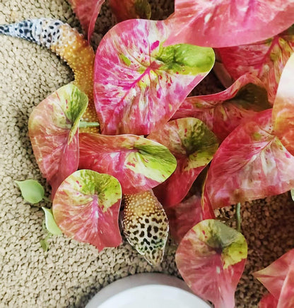 Fake Reptile Plants for Terrarium,Habitat Decor,Artificial Plant | Reptile Terrarium Decor,Fake Plants with Base for Bearded Dragon Gecko Tortoise Snake Tank Accessories-Monstera