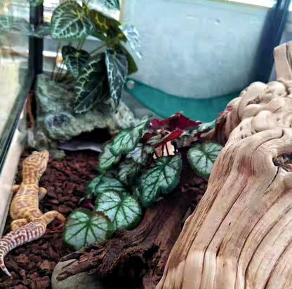 Fake Reptile Plants for Terrarium,Habitat Decor,Artificial Plant | Reptile Terrarium Decor,Fake Plants with Base for Bearded Dragon Gecko Tortoise Snake Tank Accessories-Monstera