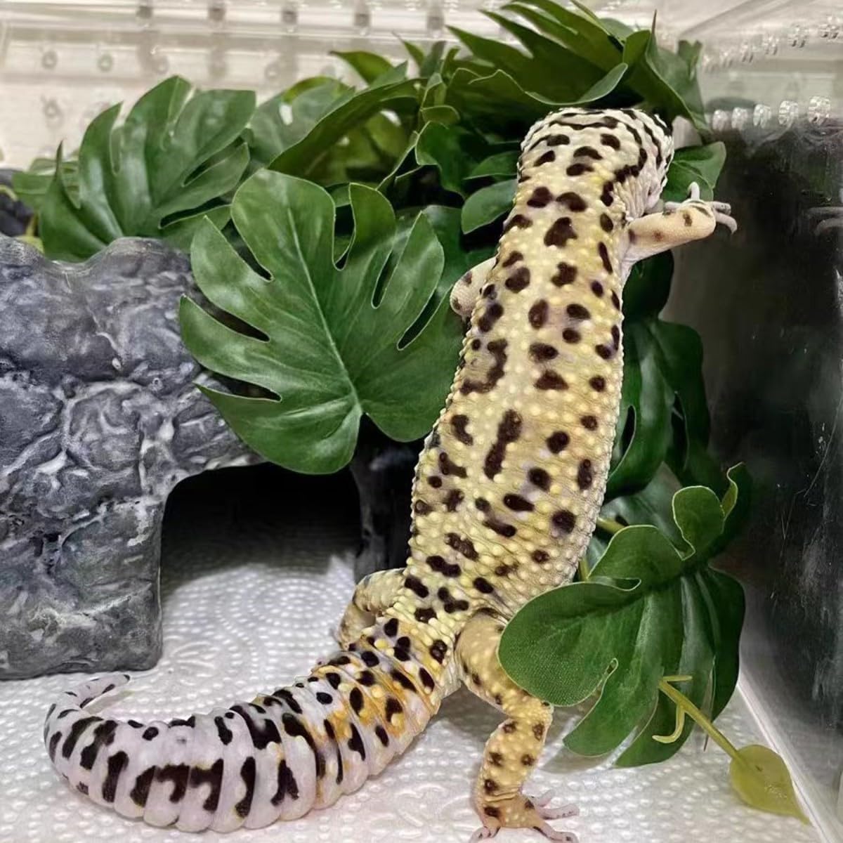 Fake Reptile Plants for Terrarium,Habitat Decor,Artificial Plant | Reptile Terrarium Decor,Fake Plants with Base for Bearded Dragon Gecko Tortoise Snake Tank Accessories-Monstera