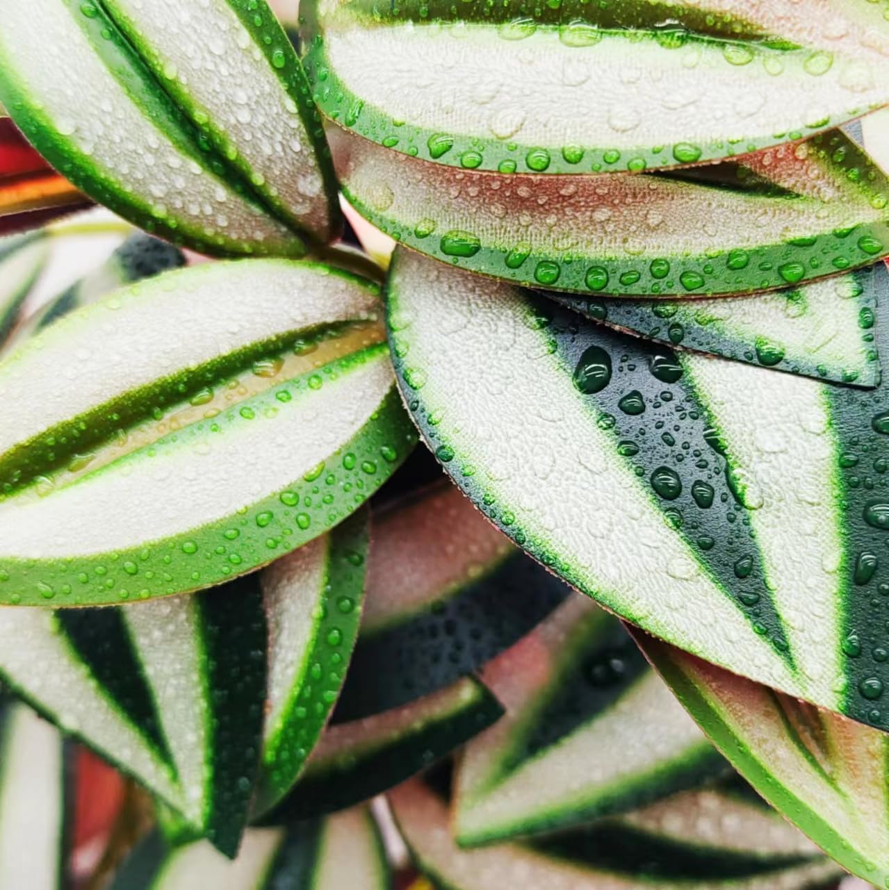 Fake Reptile Plants for Terrarium,Habitat Decor,Artificial Plant | Reptile Terrarium Decor,Fake Plants with Base for Bearded Dragon Gecko Tortoise Snake Tank Accessories-Monstera
